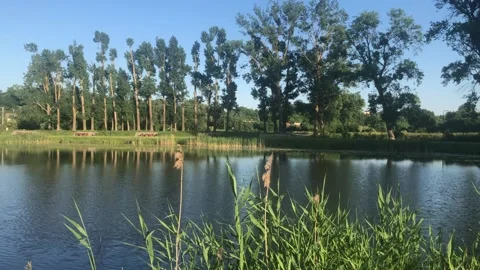 SUNNY POND TREES HD Stock Footage 155958923