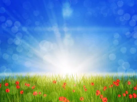 Sunny poppy field イラスト素材