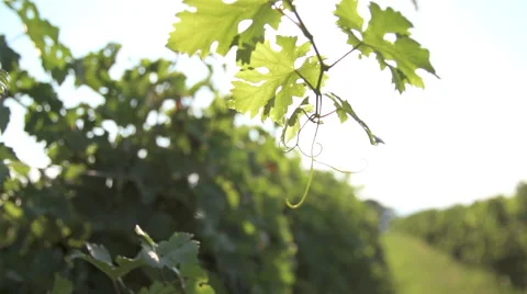 Sunny Rack Focus From Vine Leaves To Neat Vineyard Stock Footage 49500598