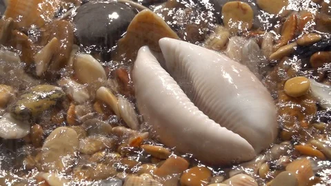 Sunny rain on shingle and large shell with play of light on shallow water. Stock Footage 98097201