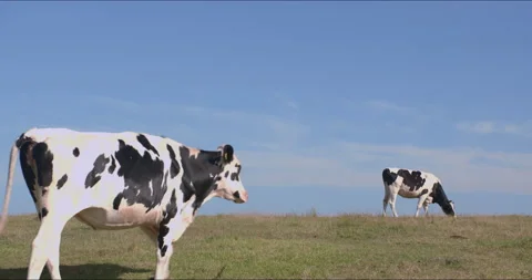 Sunny ranch and cows - FIX Stock Footage 152997901