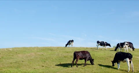 Sunny ranch and cows - FIX Stock Footage 152998208