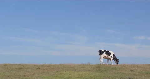 Sunny ranch and cows - FIX Stock Footage 152998388