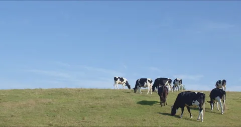 Sunny ranch and cows - FIX Stock Footage 152998520