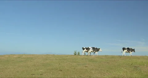 Sunny ranch and cows - Pan left to right Stock Footage 152998058