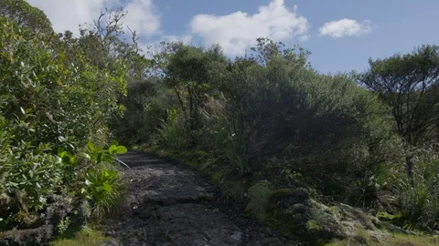 Sunny Rangitoto Summit Track Stock Footage 86507601
