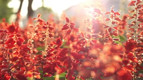 Sunny Red Flowers Stock Footage 46128003