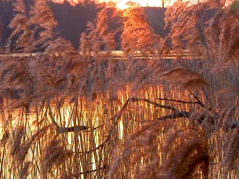 Sunny Reeds Stock Footage 490293