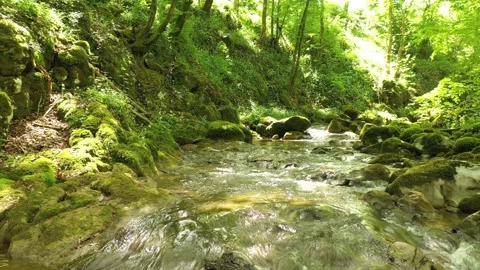 Sunny river in the forest Stock-Footage 334808453