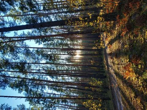Sunny road in the forest Stock Photos
