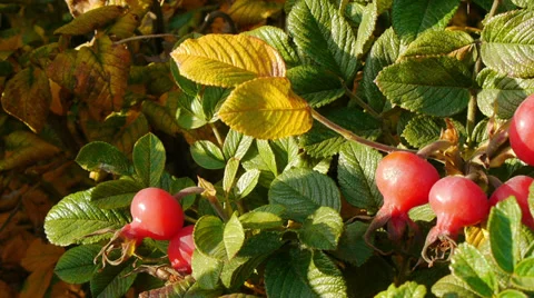 Sunny rose hip Video stock 37260081