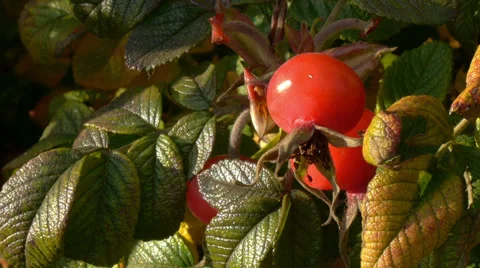 Sunny rosehip, close-up view Stock Footage 36201354