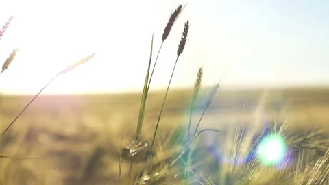 Sunny Rye Field 스톡 동영상 70989322