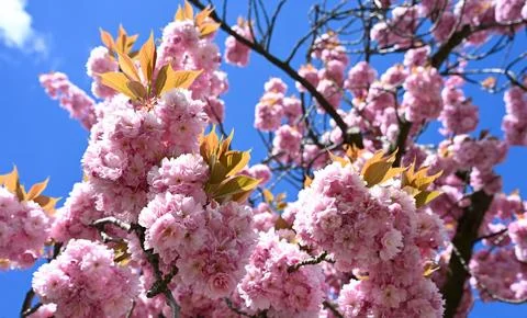 Sunny Sakura Blooming Trees Creating Perfect Atmosphere for Family Spring Walks Fotos de archivo