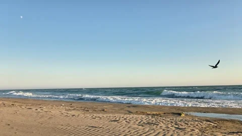 Sunny sandy beach with seagulls flying over sea waves on a clear day Vídeos de archivo 343334949