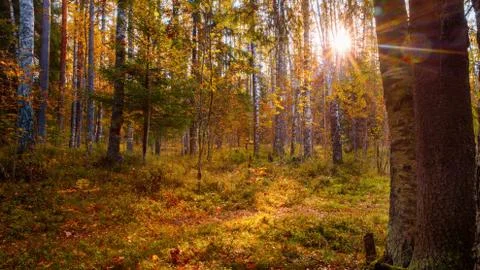 Sunny scene in the yellow birch forest Stock-Fotos