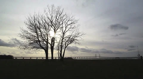 Sunny seascape with tree Stock Footage 36196160