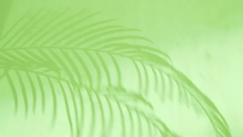 Sunny Shadow and Reflection Palm Leaf on the Light Green Wall, Close-up,  Backgr Stock Footage 204789813