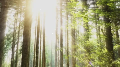 Sunny shiny forest trees with firefly Stock Footage 319419670