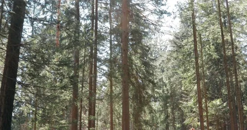Sunny shiny light in forest landscape Video stock 232296878