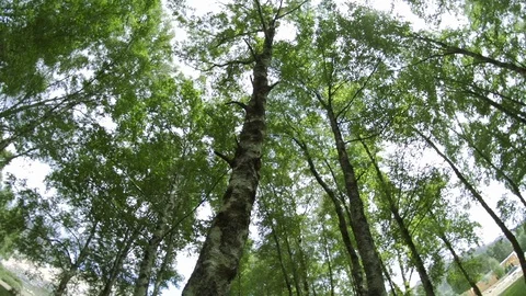 Sunny sky behind trees in forest, Portugal Stock Footage 128963291