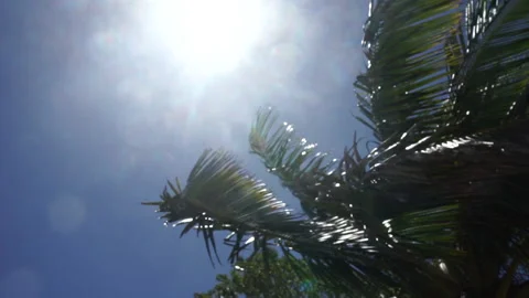 Sunny Sky &amp; Palm Tree Stock Footage 185108524