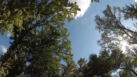 Sunny sky in park Stock Footage 85796154
