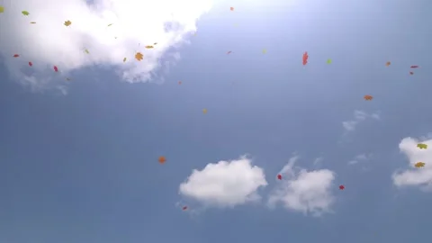 Sunny sky time lapse with falling colourful leaves Stock Footage 318544153