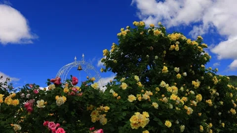 Sunny Smiley Faces and Roses under the Bell Arch Stock Footage 333261794