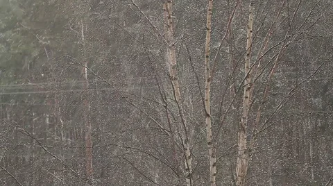 Sunny snow fall with birch tree in a background Stock Footage 58529522