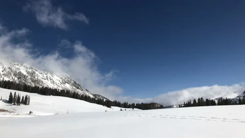 Sunny Snow Landscape Pine Trees Video stock 156941757