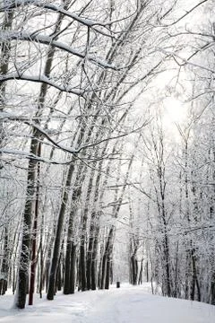 Sunny snow path in the winter forest Stock Photos