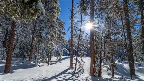 Sunny Snowy Forest Stock Footage 85045314