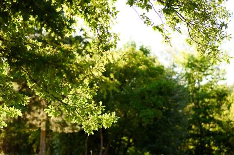 Sunny, soft light through the treetops Stock Photos