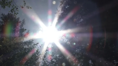 Sunny Solar Flare Pan Through Forest Video stock 76329093