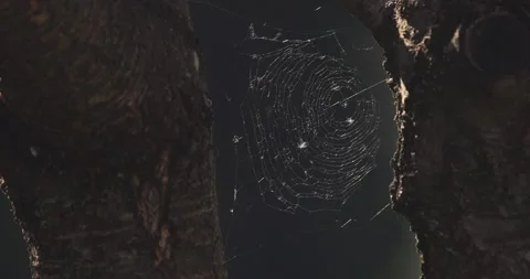 Sunny spider web on the tree Stock Footage 232298454