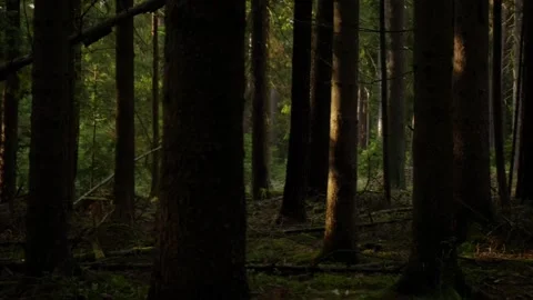 Sunny spots in a forest Stock Footage 132629341