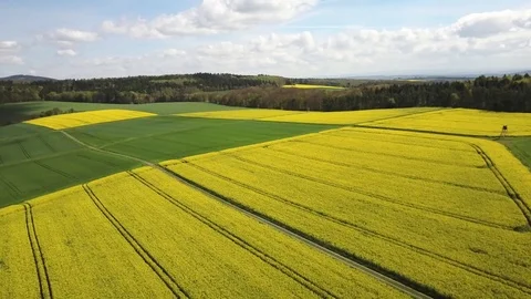 Sunny Spring Aerial View of Beautiful Blooming Yellow Rape Field Stock Footage 80181638
