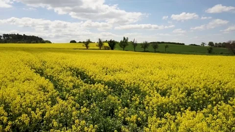 Sunny Spring Aerial View of Beautiful Blooming Yellow Rape Field Stock Footage 80181782