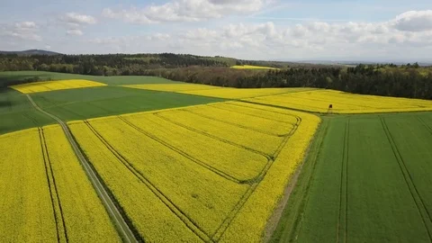Sunny Spring Aerial View of Beautiful Blooming Yellow Rape Field Stock Footage 80181867