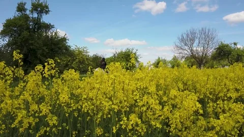 Sunny Spring Aerial View of Rape Blossom near Fortress with Horse Rider Stock Footage 80181644