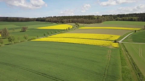 Sunny Spring Aerial View of Wheat and Yellow Rape Fields Stock Footage 80181827