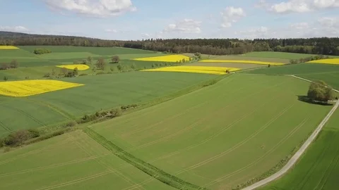 Sunny Spring Aerial View of Wheat and Yellow Rape Fields Stock Footage 80182514