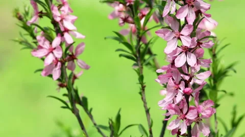 Sunny spring background with blossoming branches of pink almond tree. 스톡 동영상 49482617