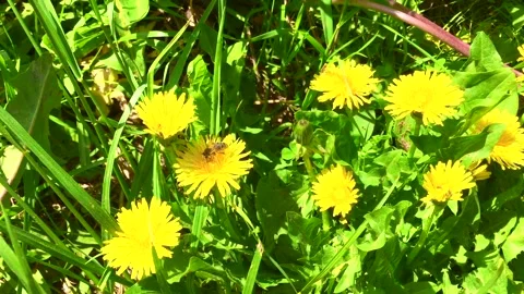 On a sunny spring day alone A honey bee hovering on a yellow dandelion bloom Stock Footage 156288692