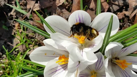 On a sunny spring day, a beautiful bumblebee enjoys washing itself in the pollen Stock Footage 126397746