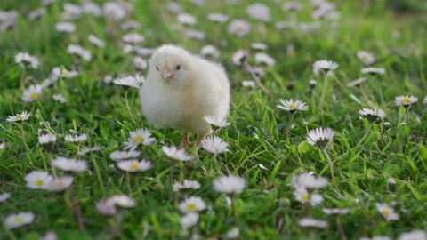 Sunny spring day, cute newborn chicken walks on green grass in nature Stock Footage 179503578