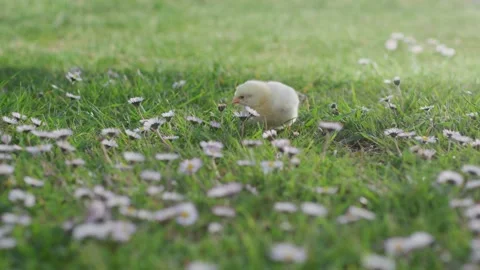Sunny spring day, cute newborn chicken walks on green grass in nature Stock Footage 179508467