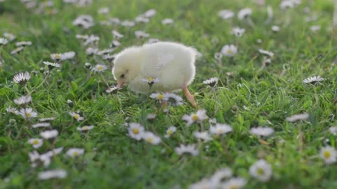 Sunny spring day, cute newborn chicken on green grass in nature Stock Footage 179508495