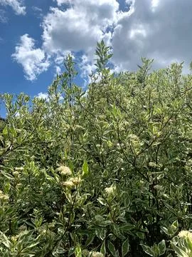 On a sunny spring day, fluffy clouds drift above a vibrant green bush covered Stock Photos